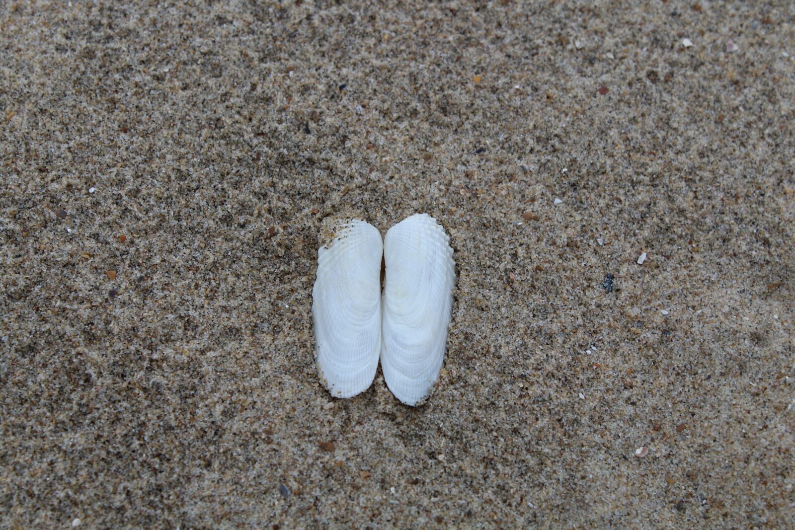 Canon EOS 1300D (EOS Rebel T6 / EOS Kiss X80) sample photo. Sand, beach, texture photography