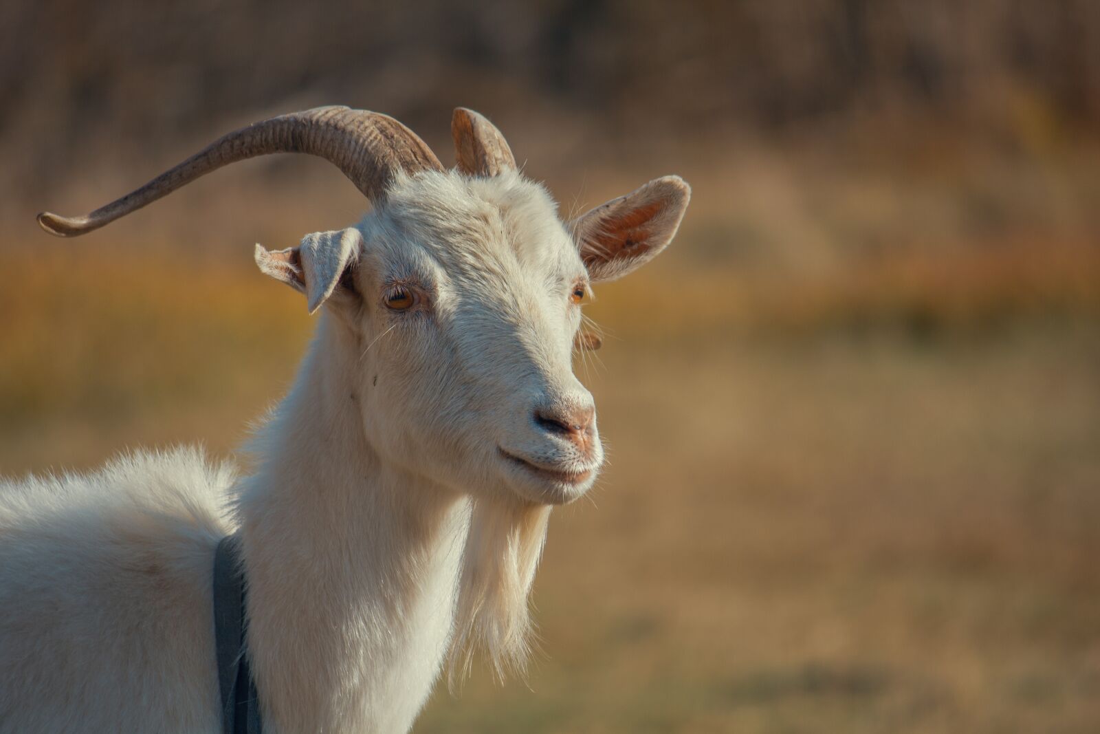 Canon EOS 550D (EOS Rebel T2i / EOS Kiss X4) + Canon EF-S 55-250mm F4-5.6 IS II sample photo. Goat, kid, animal photography