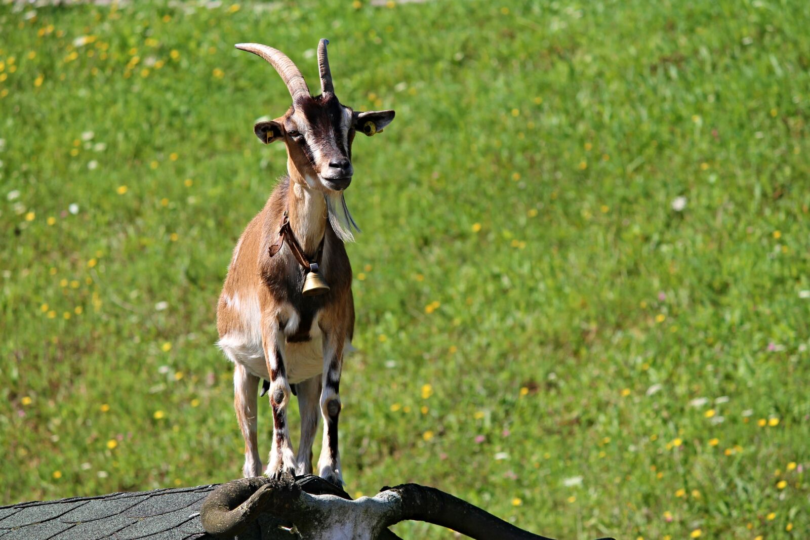 Canon EOS 1100D (EOS Rebel T3 / EOS Kiss X50) sample photo. Goat, roof, farm photography