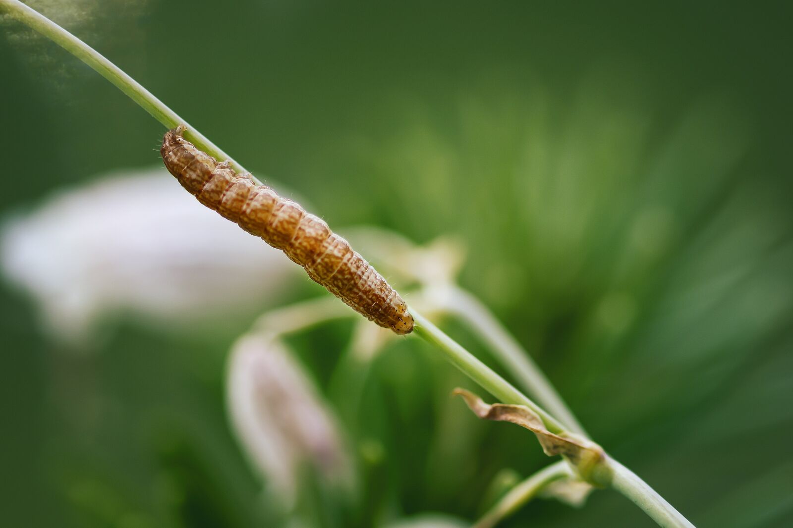 Nikon D7200 sample photo. Caterpillar, insect, voracious photography