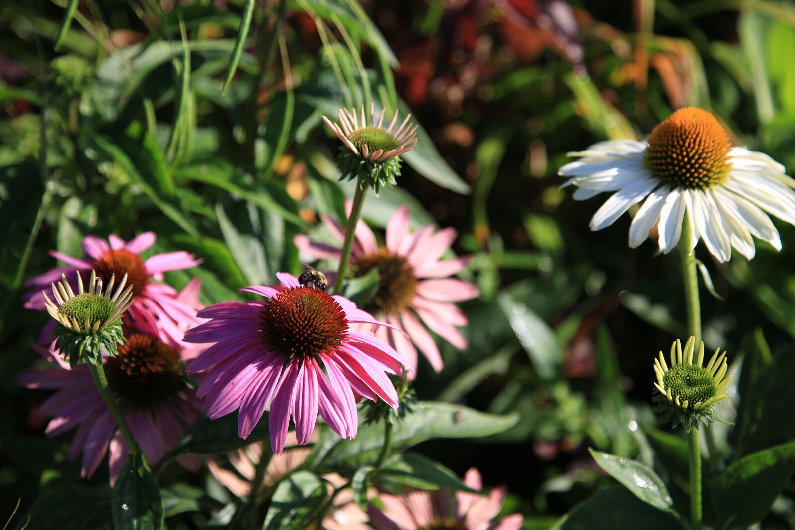 Canon EOS 6D + Canon EF 24-105mm F4L IS USM sample photo. Flowers, chrysanthemum, plants photography