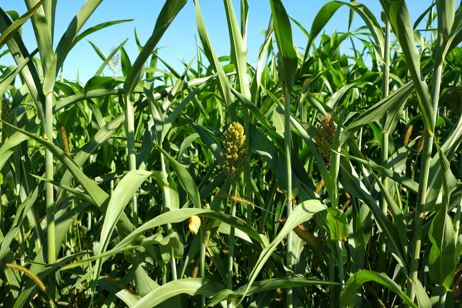Fujifilm X-E1 sample photo. Cornfield, corn, field photography