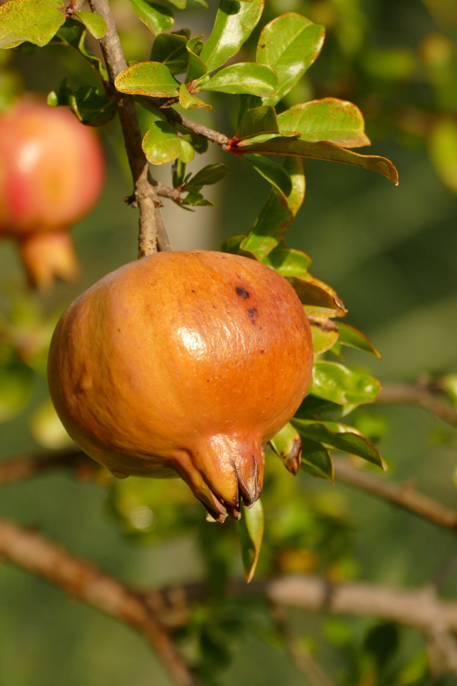 Panasonic Lumix DMC-FZ1000 sample photo. Pomegranate, apple, fruit photography