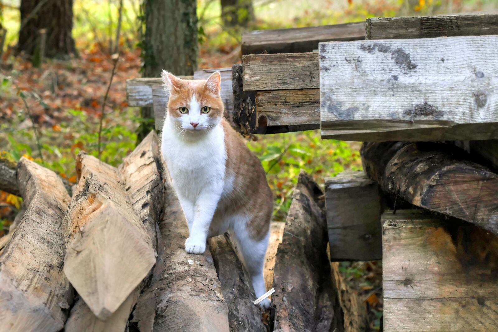 Nikon D500 sample photo. Cat, wood, animal photography