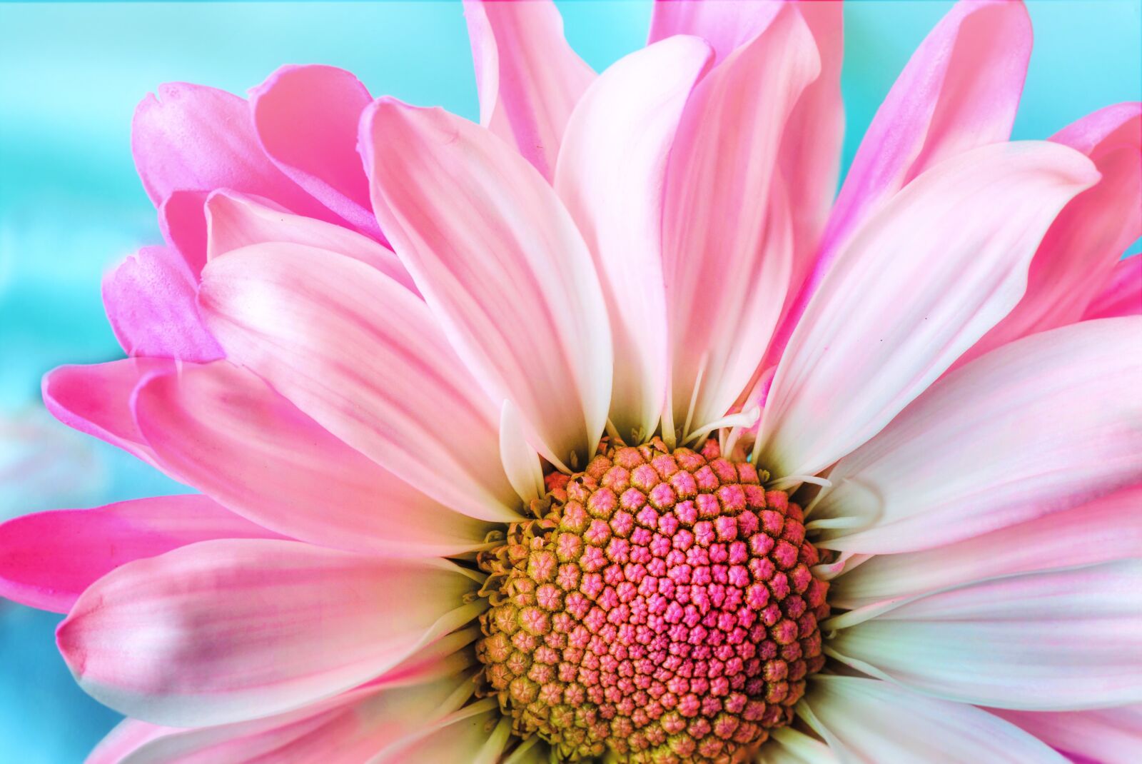 Canon EOS 5D Mark III sample photo. Flower, nature, flora photography