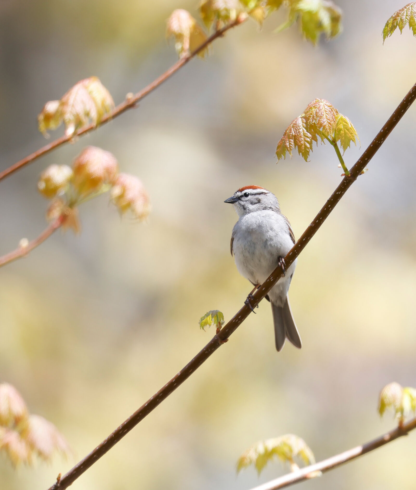 Canon EOS R5 sample photo