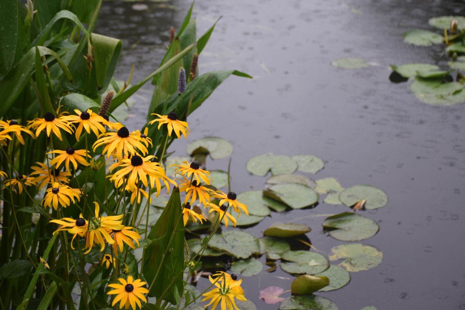Nikon D5300 sample photo. Water lilies, daises, garden photography