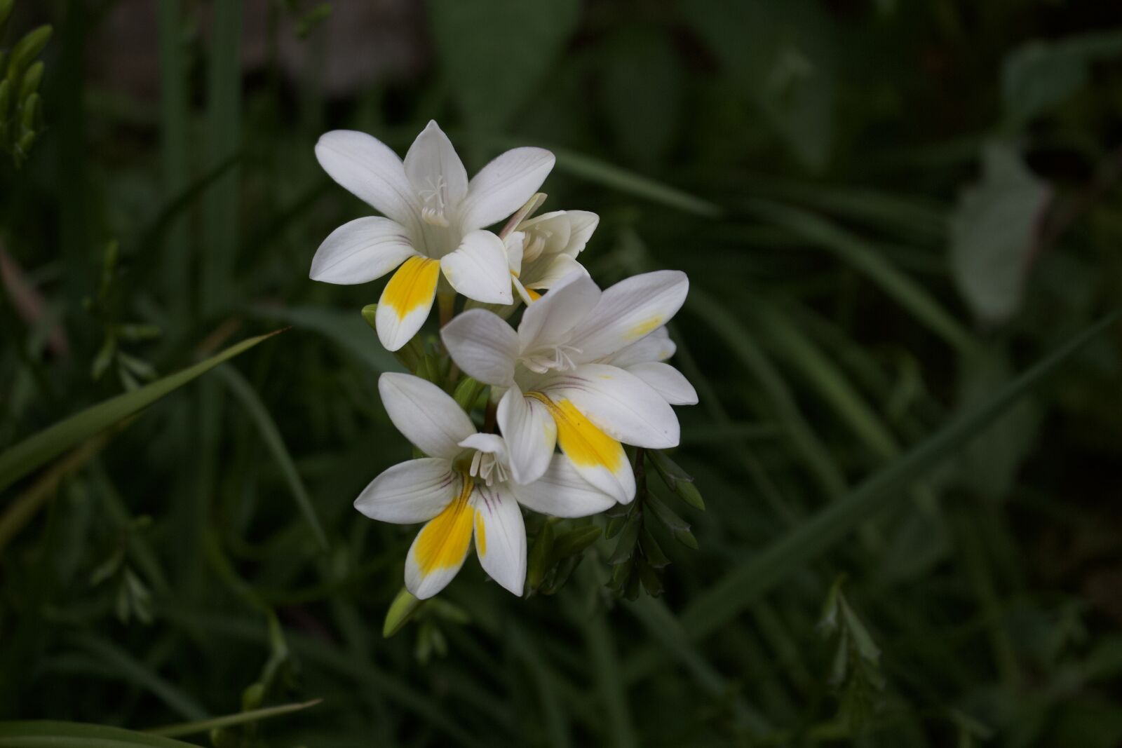 Canon EOS 700D (EOS Rebel T5i / EOS Kiss X7i) sample photo. Flower, plant, blossom photography