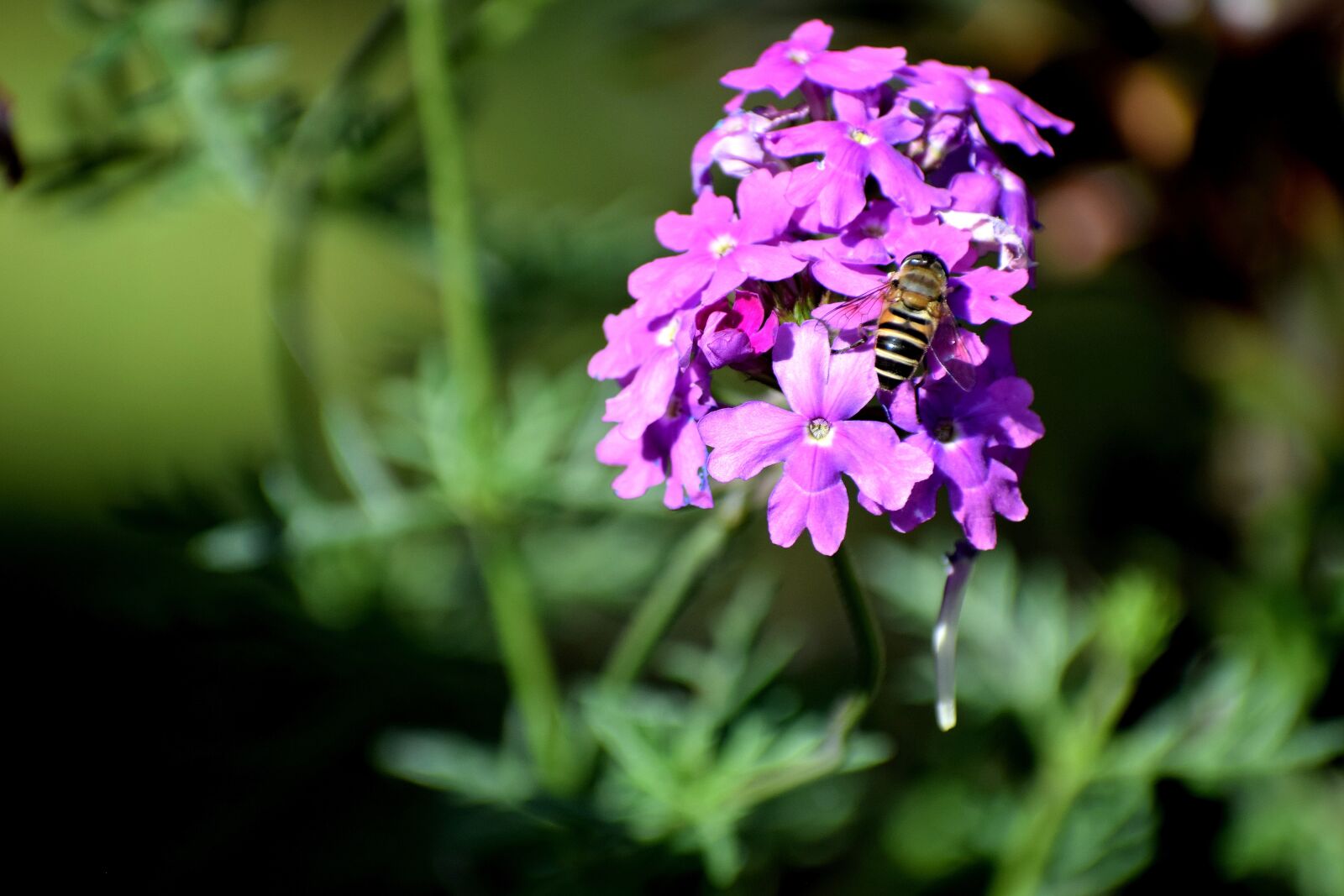Nikon D3300 sample photo. Flower, flora, nature photography