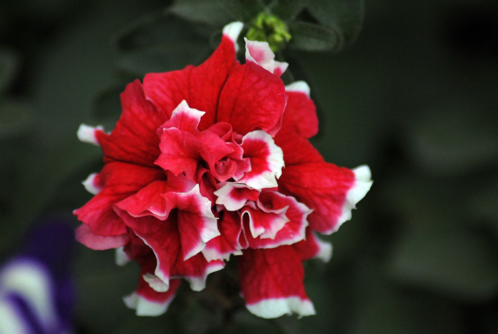 Nikon D200 sample photo. Flower, nature, flora photography