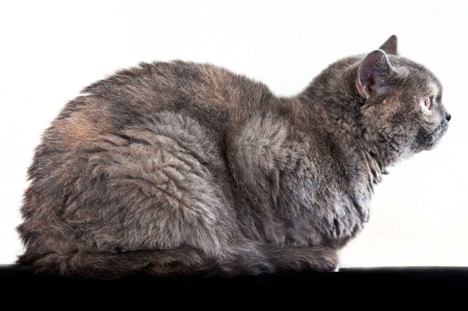 Nikon D90 sample photo. Cat, side view, mammal photography