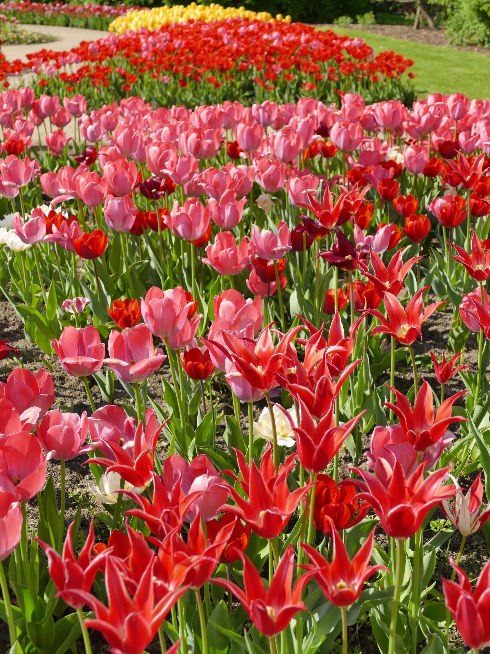 Panasonic Lumix DMC-FZ1000 sample photo. Tulips, spring, red photography