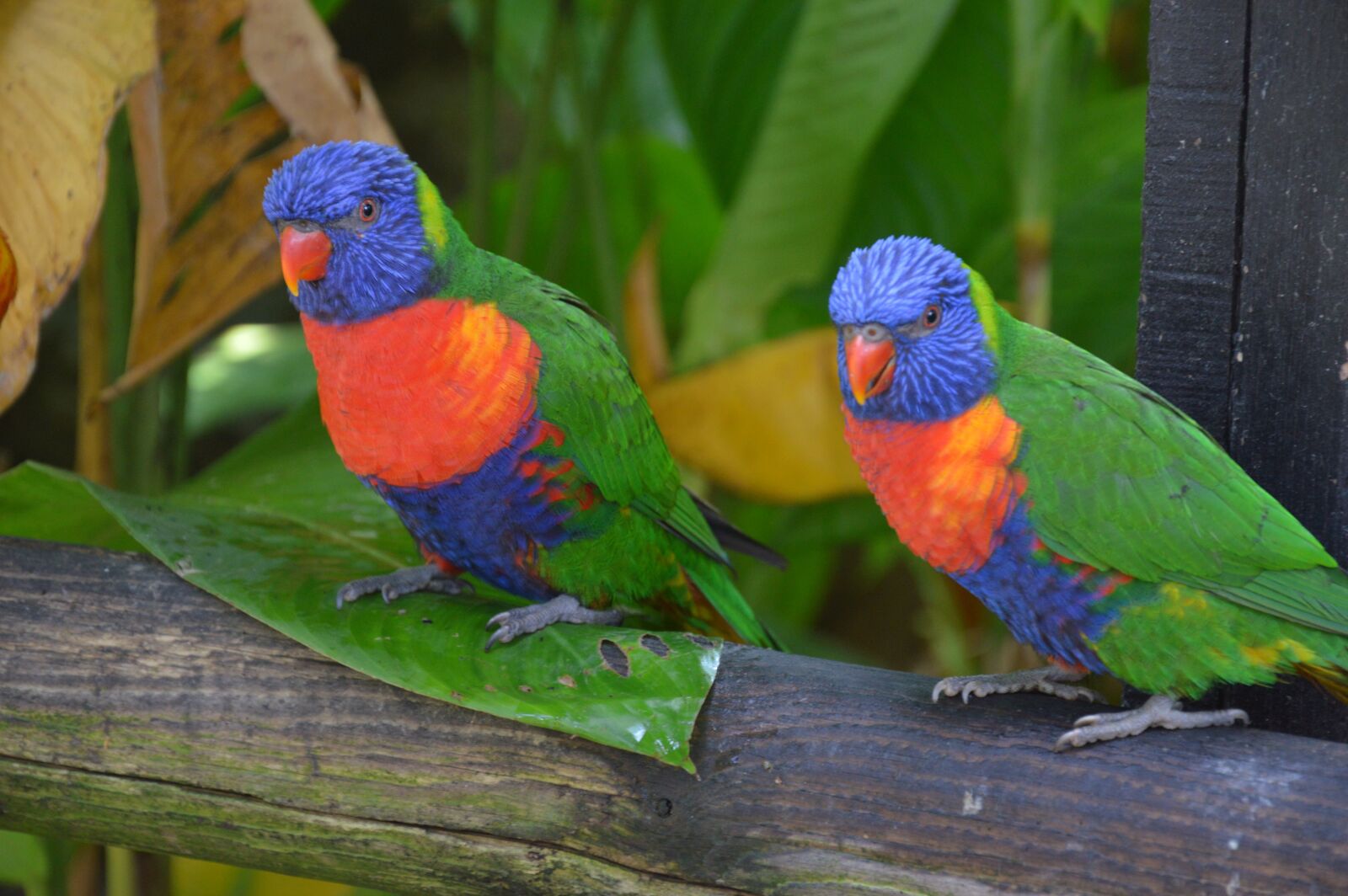 Nikon D3200 sample photo. Plumage, bird, parrot photography