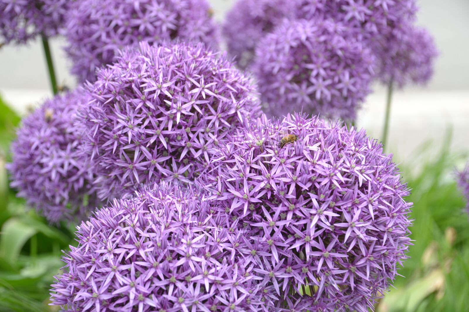 Nikon D3100 sample photo. Flower, blossom, bloom photography