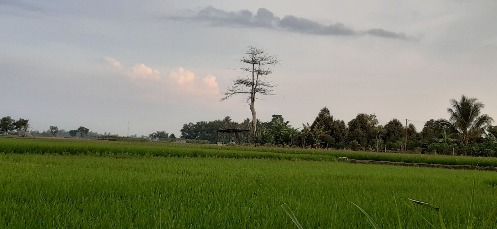 Samsung Galaxy A30 sample photo. Trees, green, sunny photography