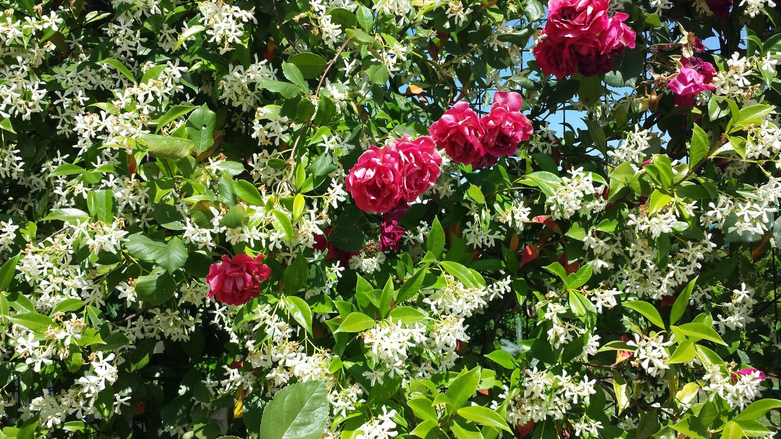 Samsung Galaxy S4 sample photo. Wonderful nature, the flowers photography
