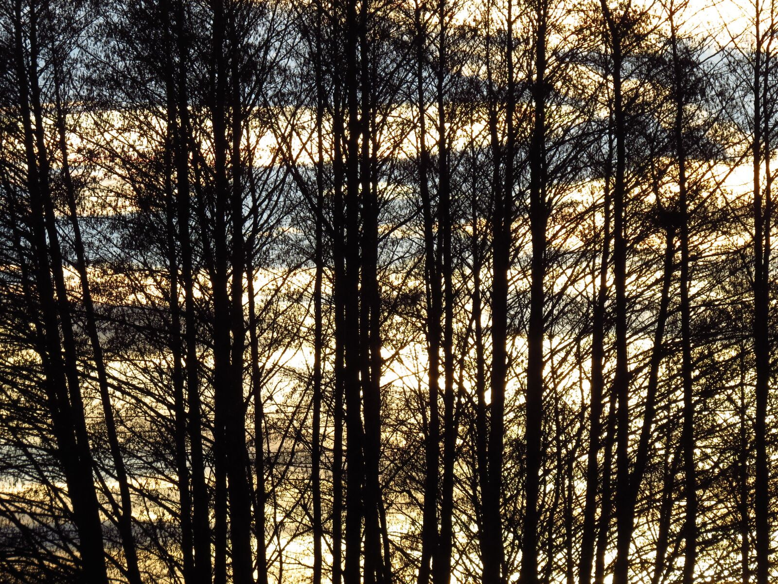 Canon PowerShot SX50 HS sample photo. Trees, tree, forest photography