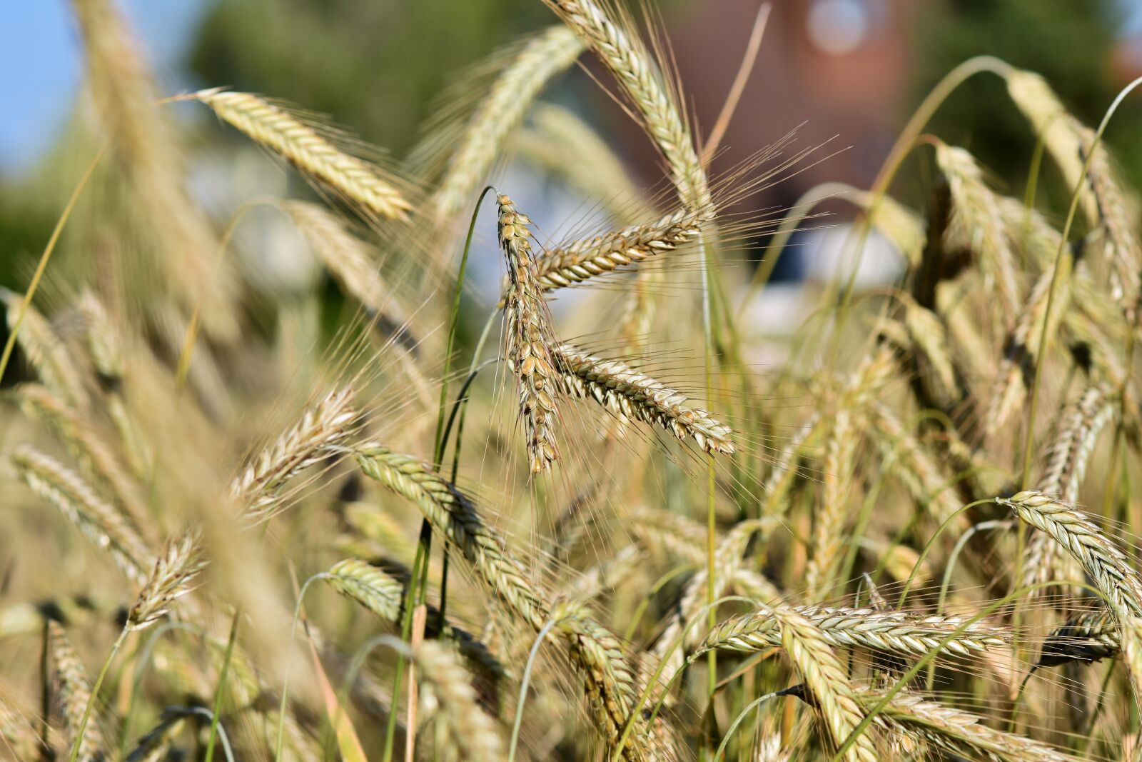 Nikon D7200 sample photo. Wheat, barley, cereals photography