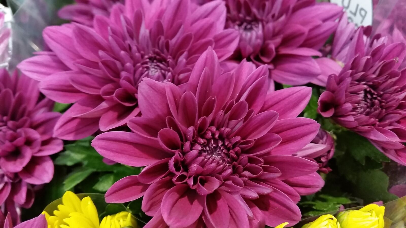 Samsung Galaxy S5 sample photo. Flower, bouquet, aster photography