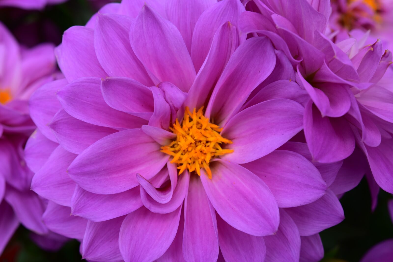 Nikon D5600 sample photo. Flower, flowers, stamens photography