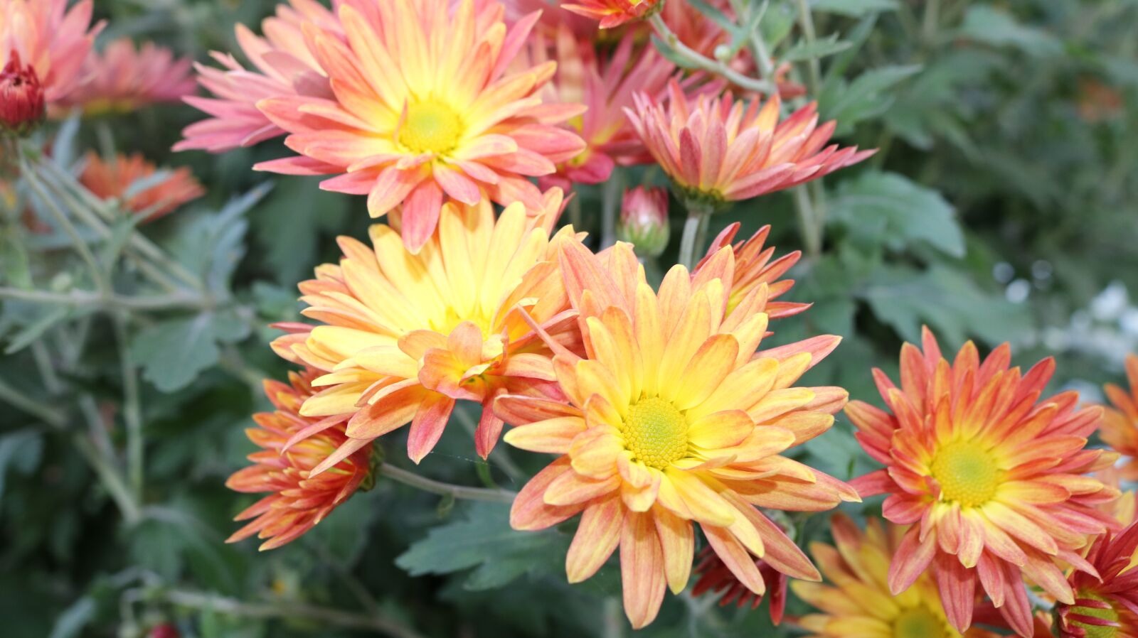 Canon EOS 750D (EOS Rebel T6i / EOS Kiss X8i) sample photo. Yellow, flower, chrysanthemum photography