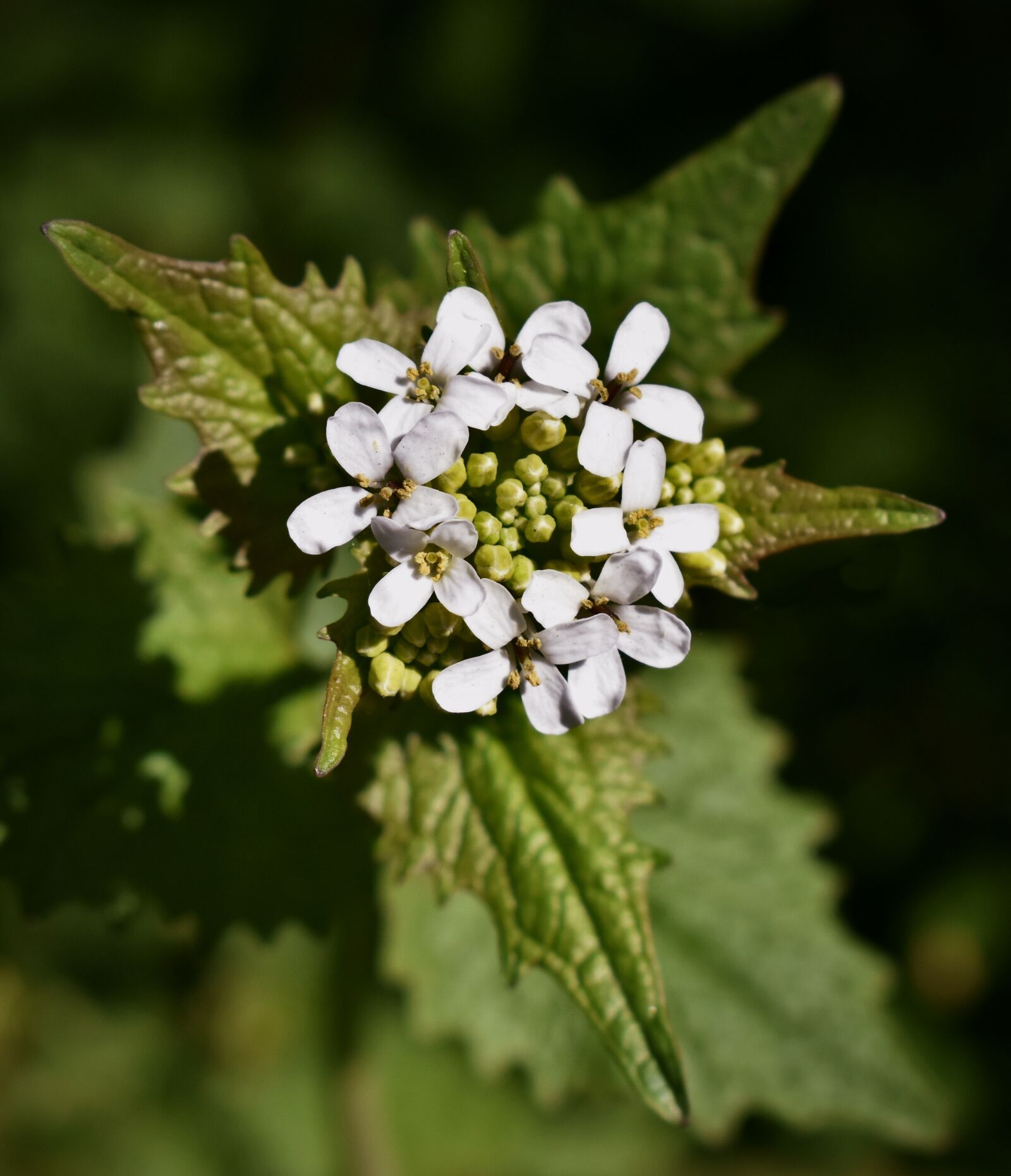 Nikon D5600 sample photo. Plant, nature, spring photography