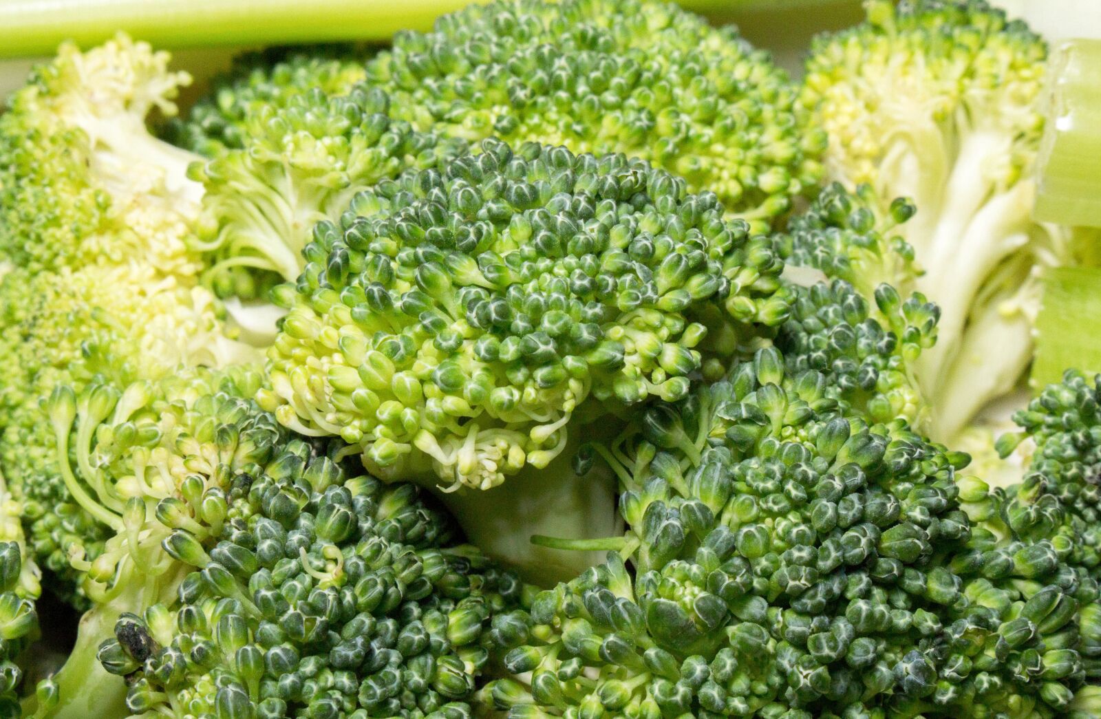 Canon EOS 700D (EOS Rebel T5i / EOS Kiss X7i) sample photo. Broccoli, vegetable, food photography