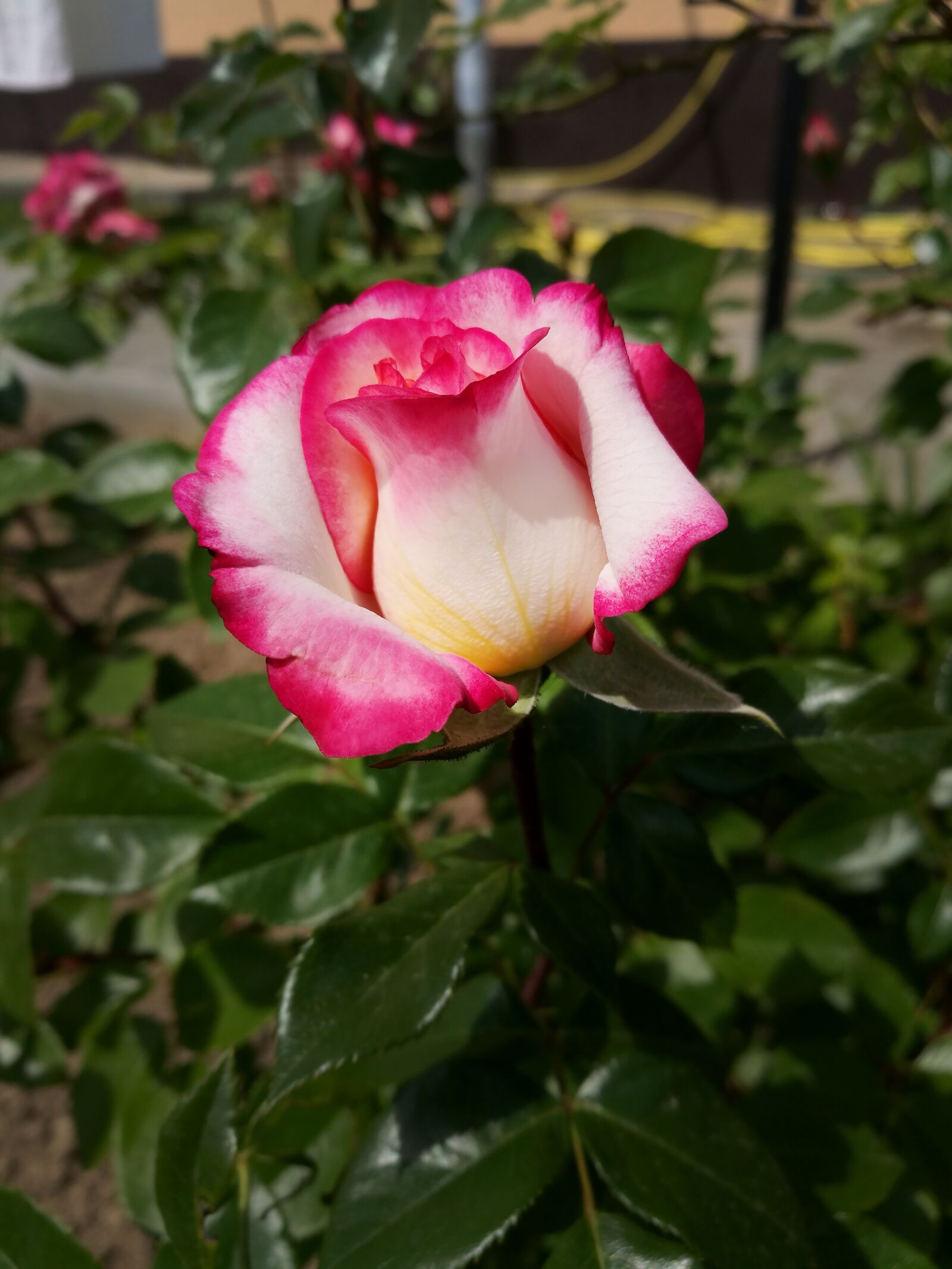 HUAWEI P9 sample photo. Rose, flowers, garden photography