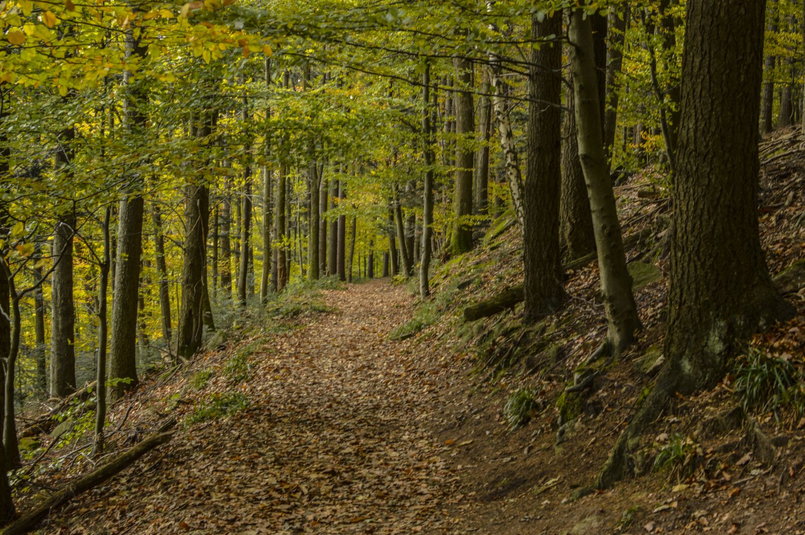 Nikon D3200 sample photo. Forest, autumn, leaves photography