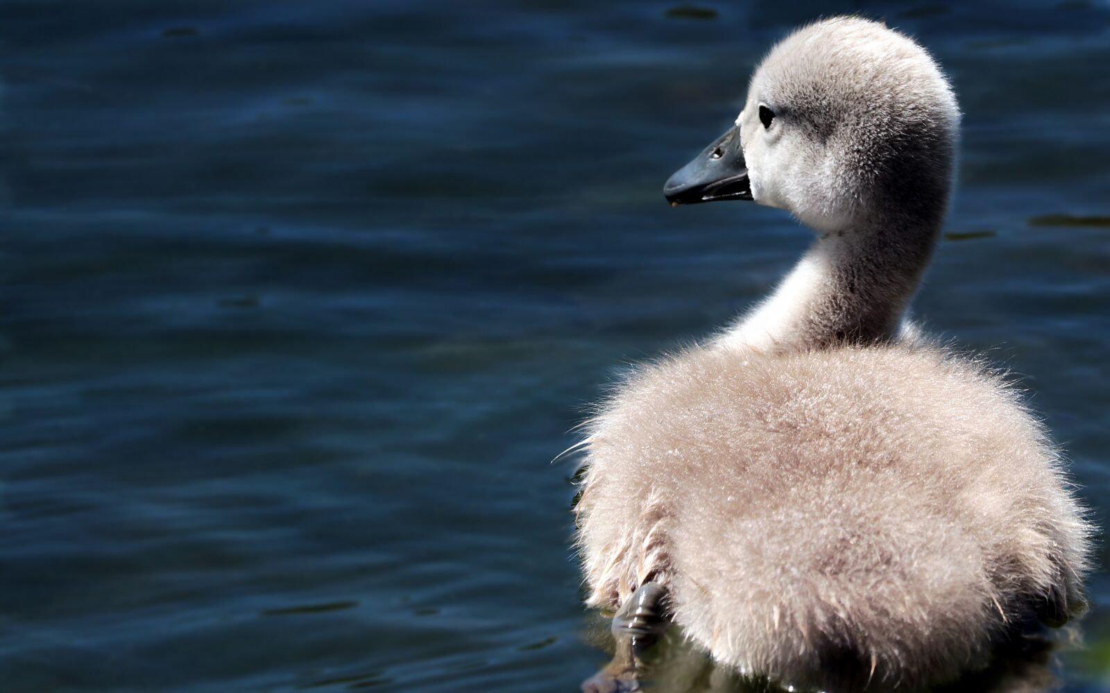 Canon EOS 80D sample photo. Swan, swan baby, baby photography