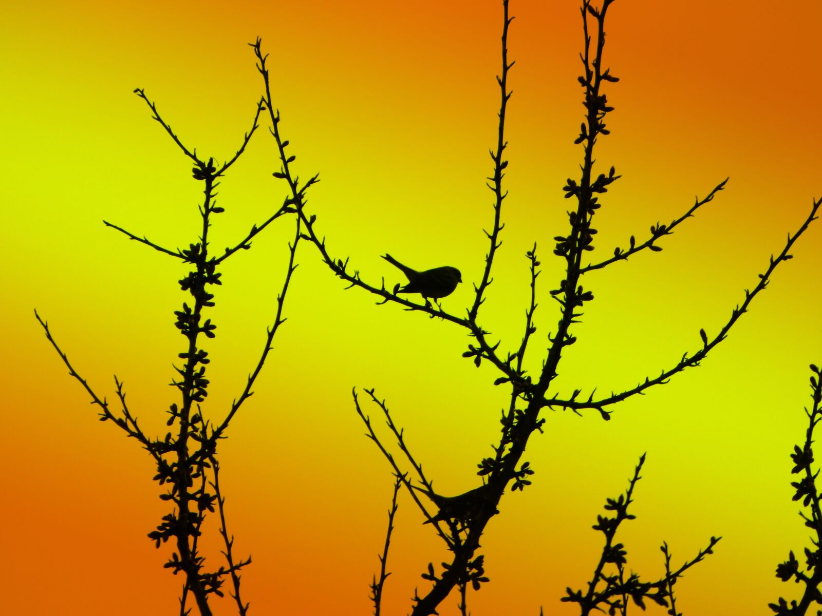 Panasonic Lumix DMC-FZ70 sample photo. Bird, profile, branches photography