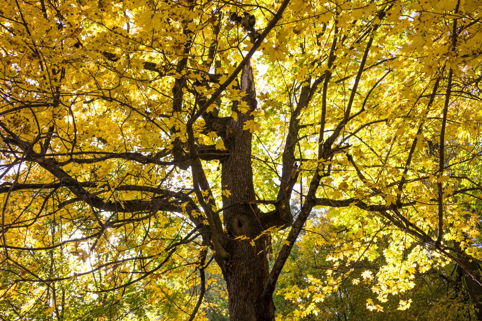 Canon EOS 100D (EOS Rebel SL1 / EOS Kiss X7) sample photo. Autumn, yellow, leaves photography