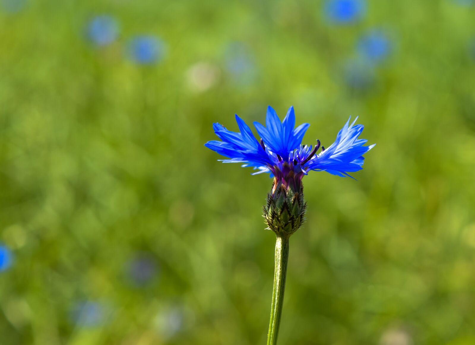 Nikon D3200 sample photo. Summer, germany, landscape photography