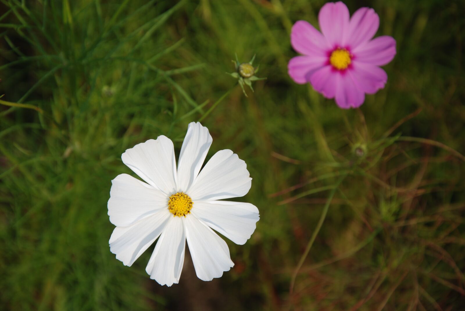 Nikon D80 sample photo. Flower, macro, closeup photography