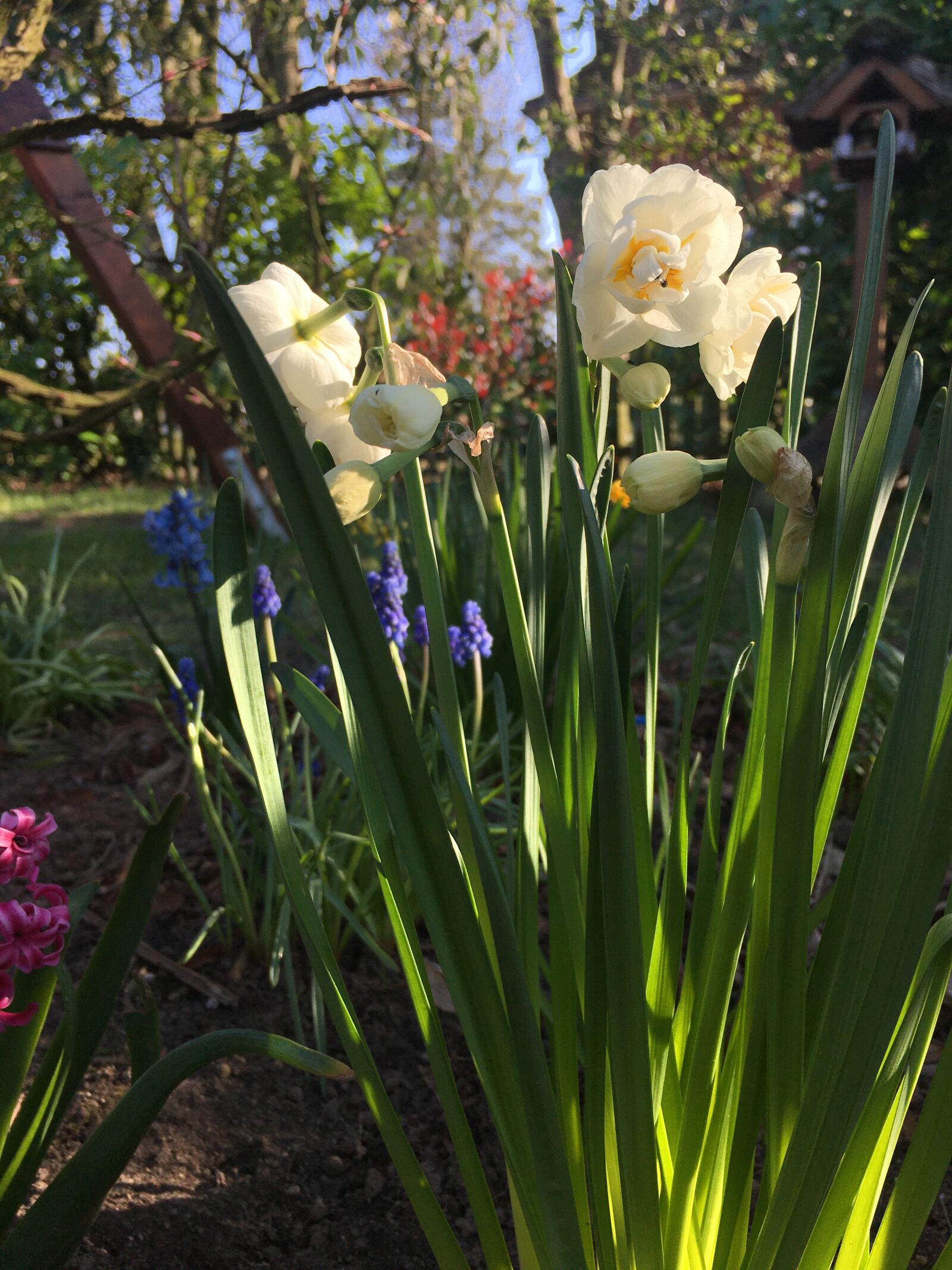 iPhone 6s back camera 4.15mm f/2.2 sample photo. Garden, sunshine, flowers photography