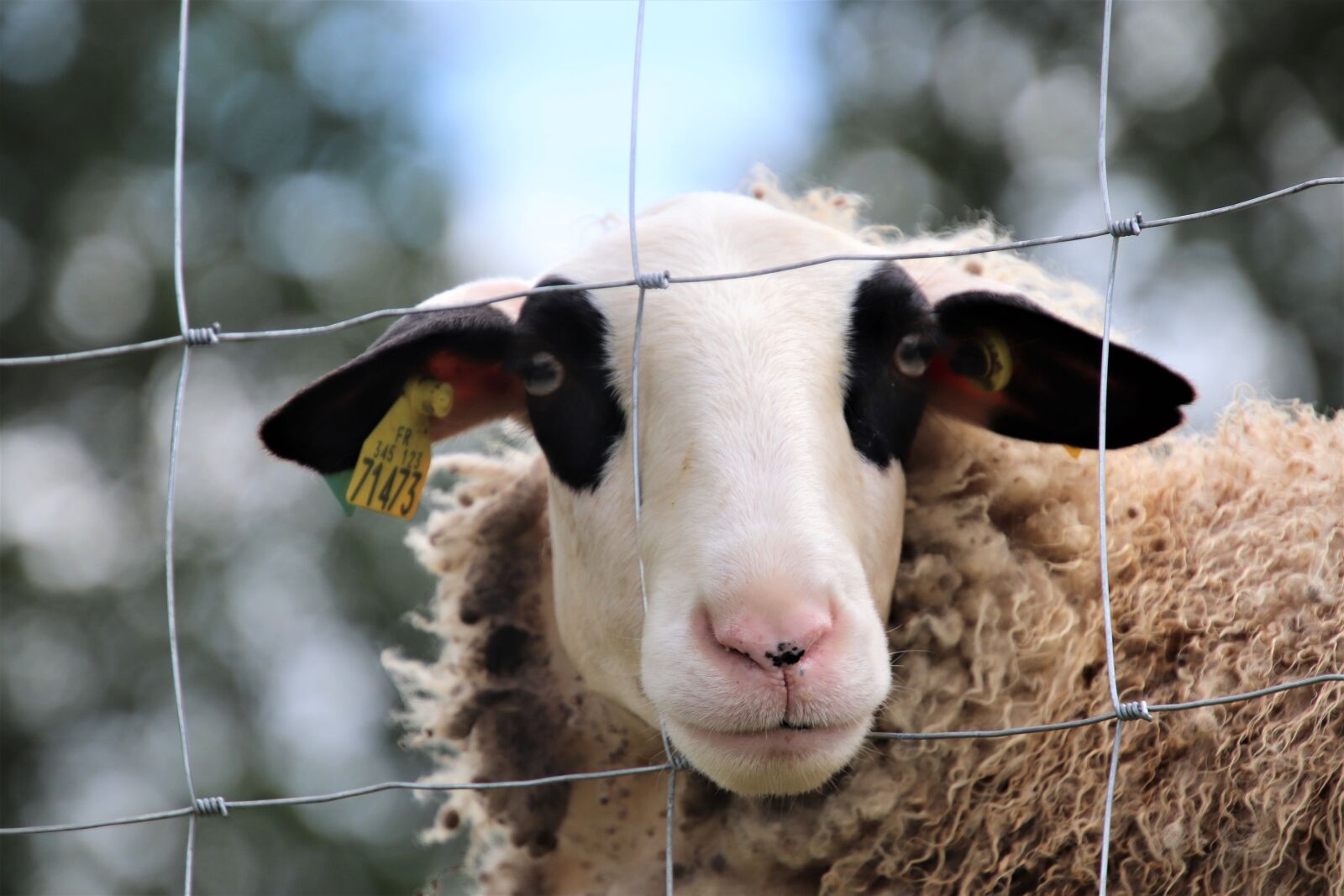 Canon EOS 800D (EOS Rebel T7i / EOS Kiss X9i) sample photo. Sheep, farm animals, breeding photography