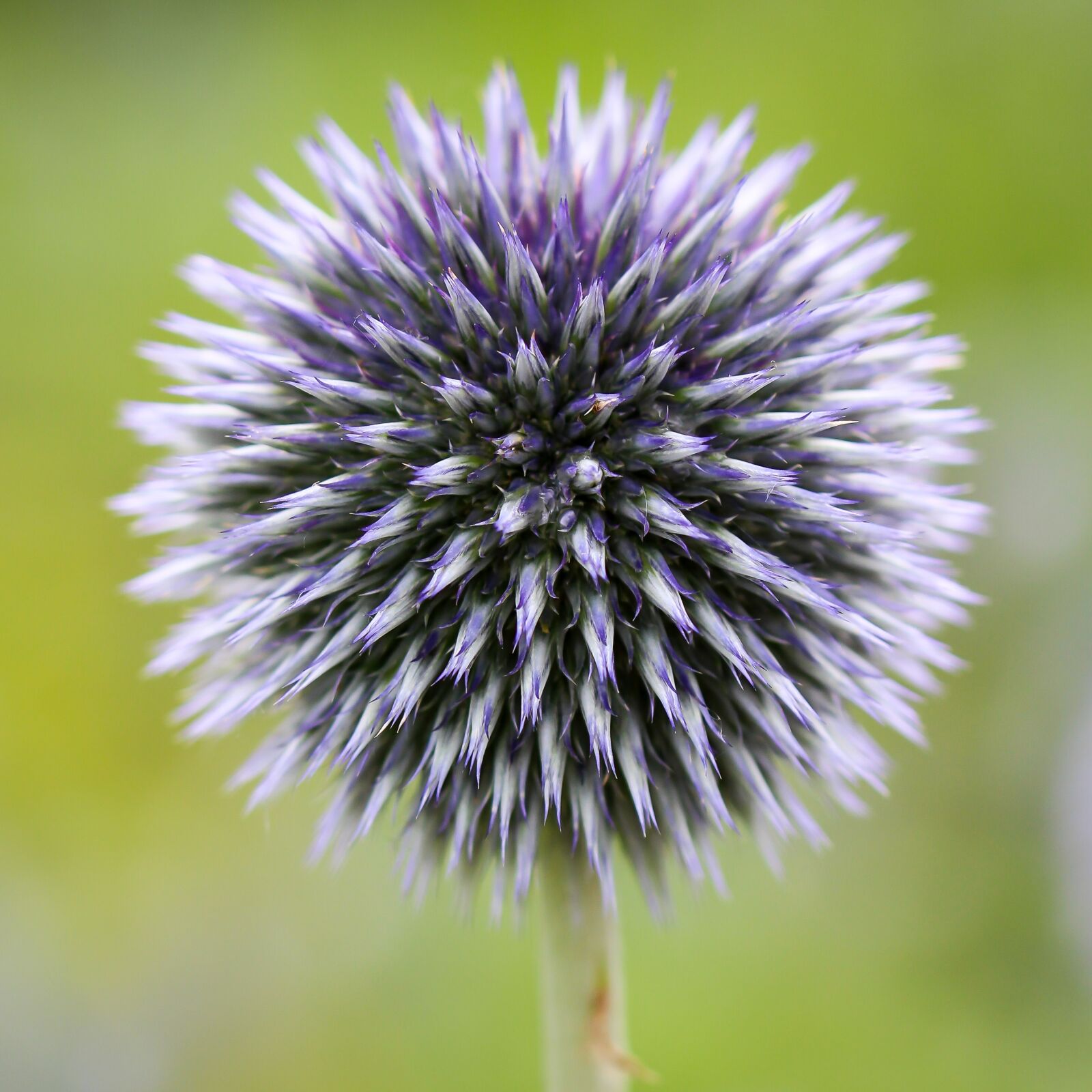 Canon EOS 700D (EOS Rebel T5i / EOS Kiss X7i) sample photo. Globe thistle, echinops, flora photography