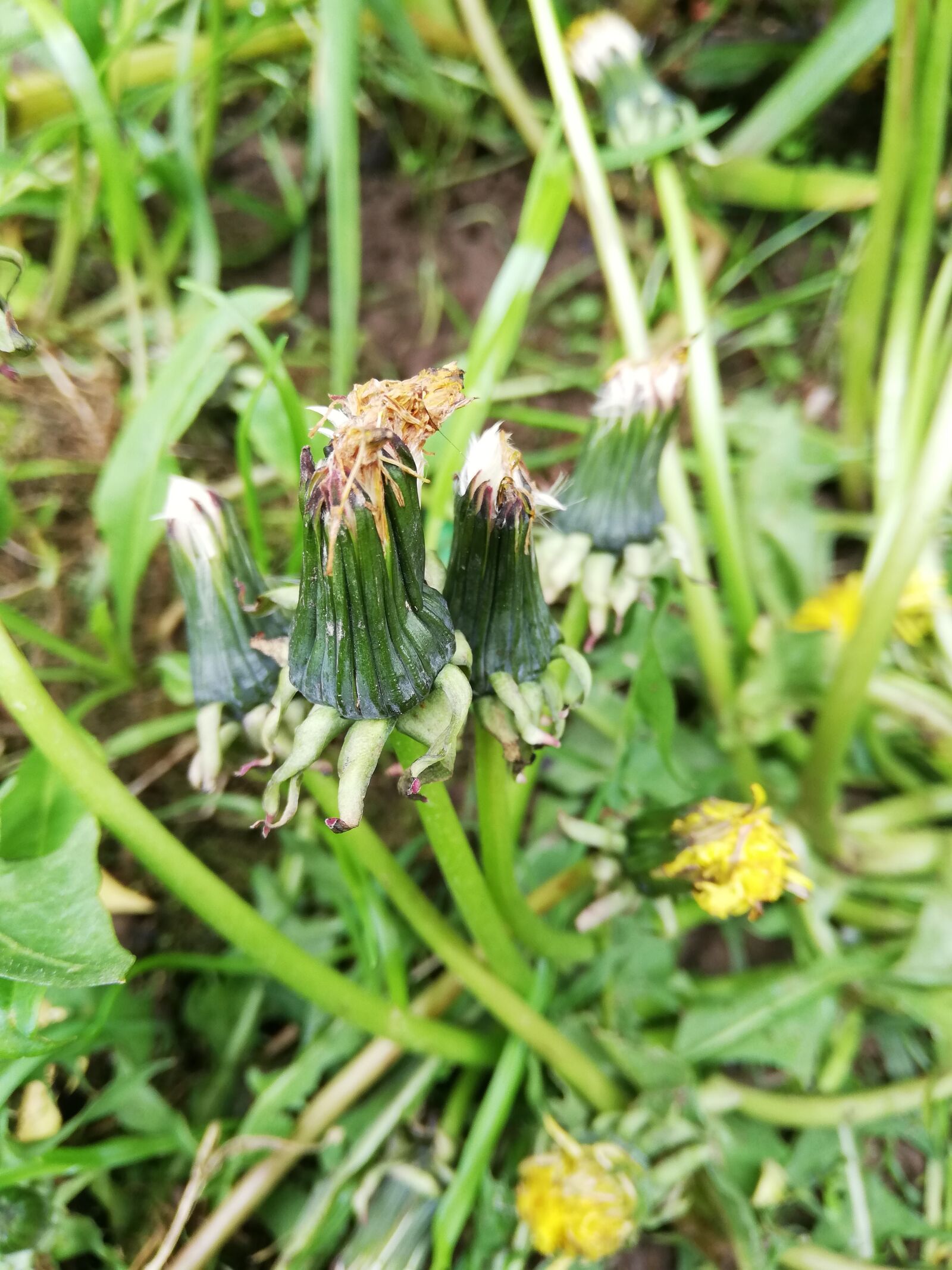 HUAWEI P20 lite sample photo. Dandelions, bud, day photography