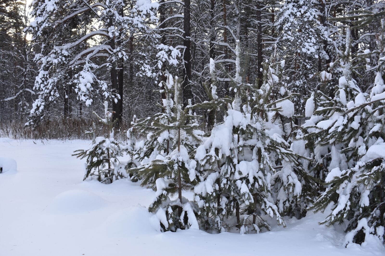 Nikon D3400 sample photo. Winter, snow, forest photography