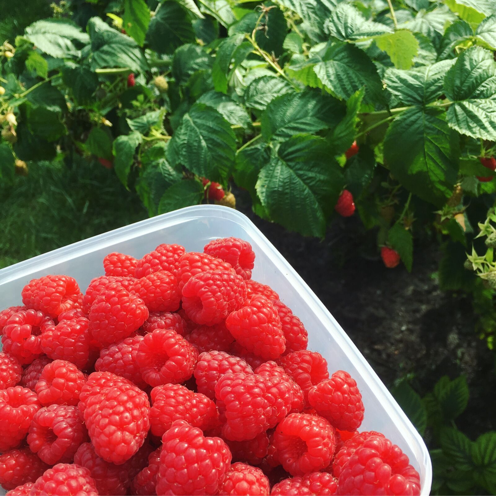 iPhone SE back camera 4.15mm f/2.2 sample photo. Raspberries, garden, red photography