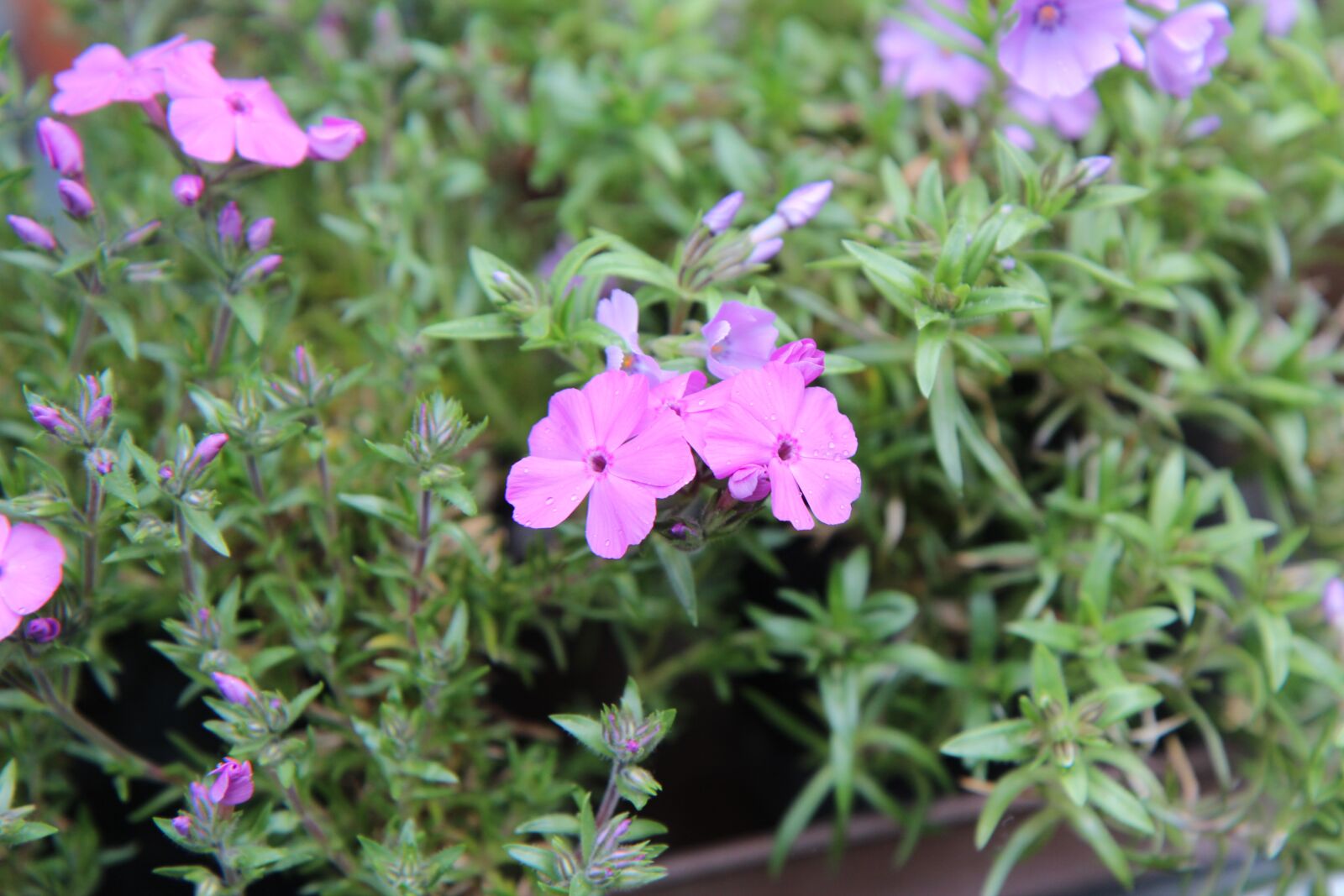 Canon EOS 600D (Rebel EOS T3i / EOS Kiss X5) sample photo. Phlox, phlox pink, pink photography