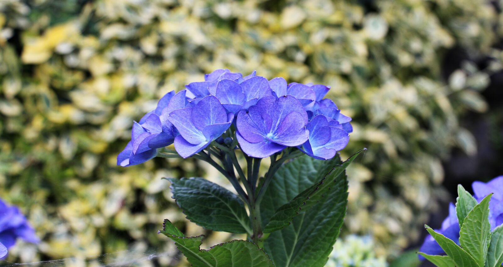 Canon EOS 550D (EOS Rebel T2i / EOS Kiss X4) sample photo. Hydrangea, flower, ornamental flower photography