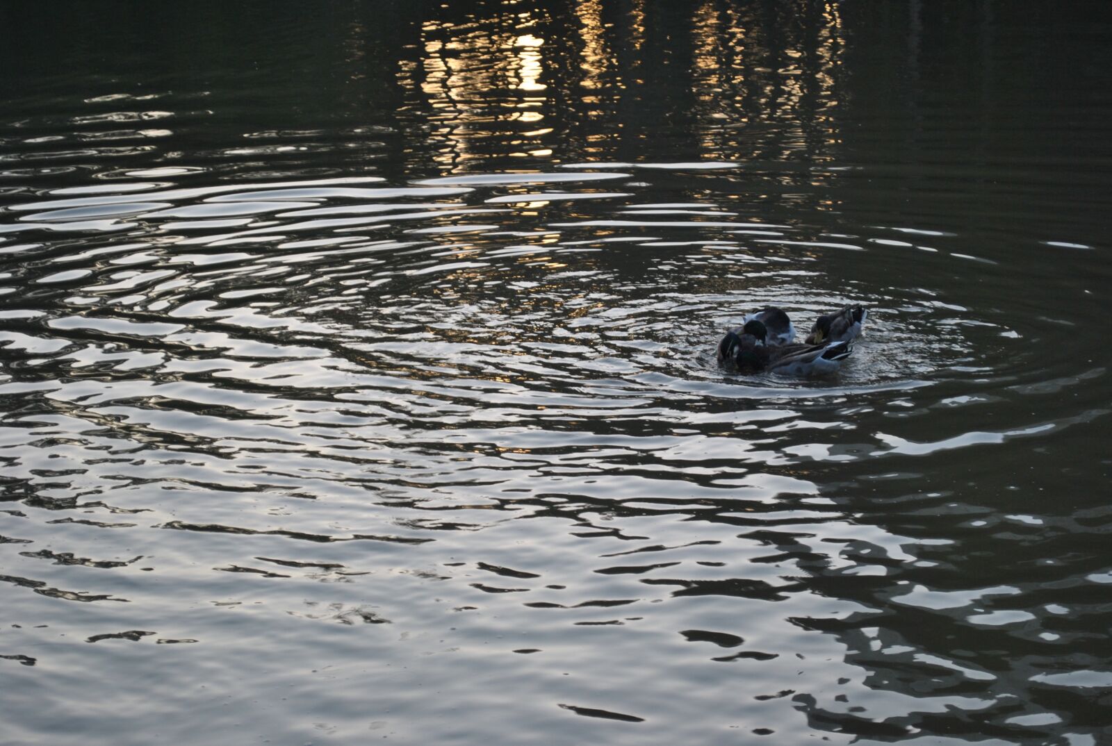 Nikon D3000 sample photo. Park, animals, duck photography