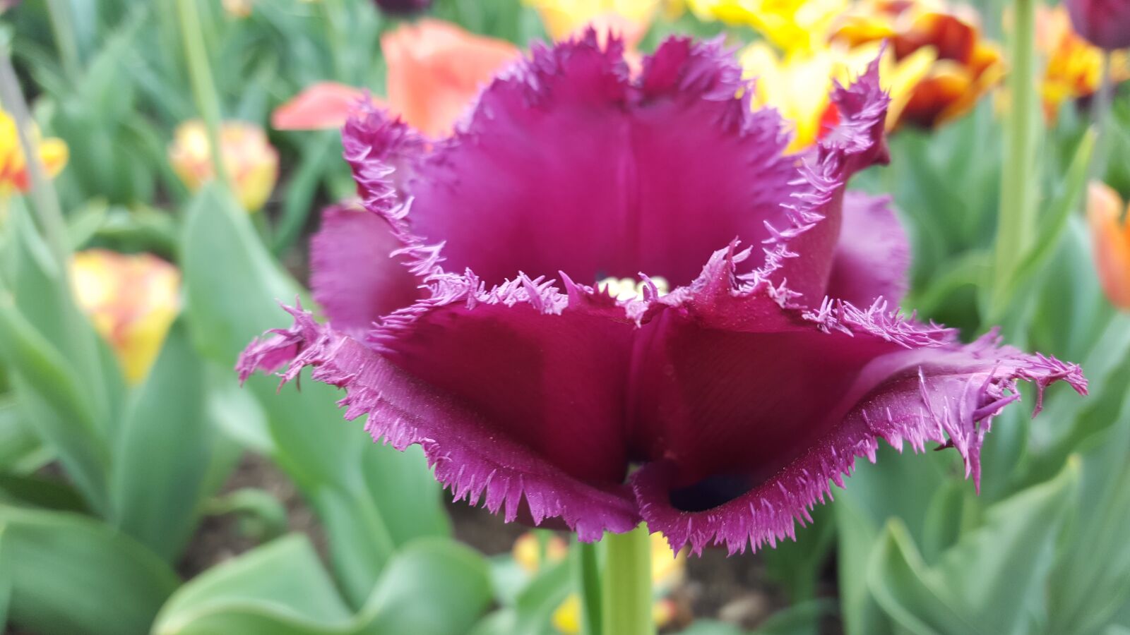 Samsung GALAXY S6 edge sample photo. Flower, blossom, bloom photography