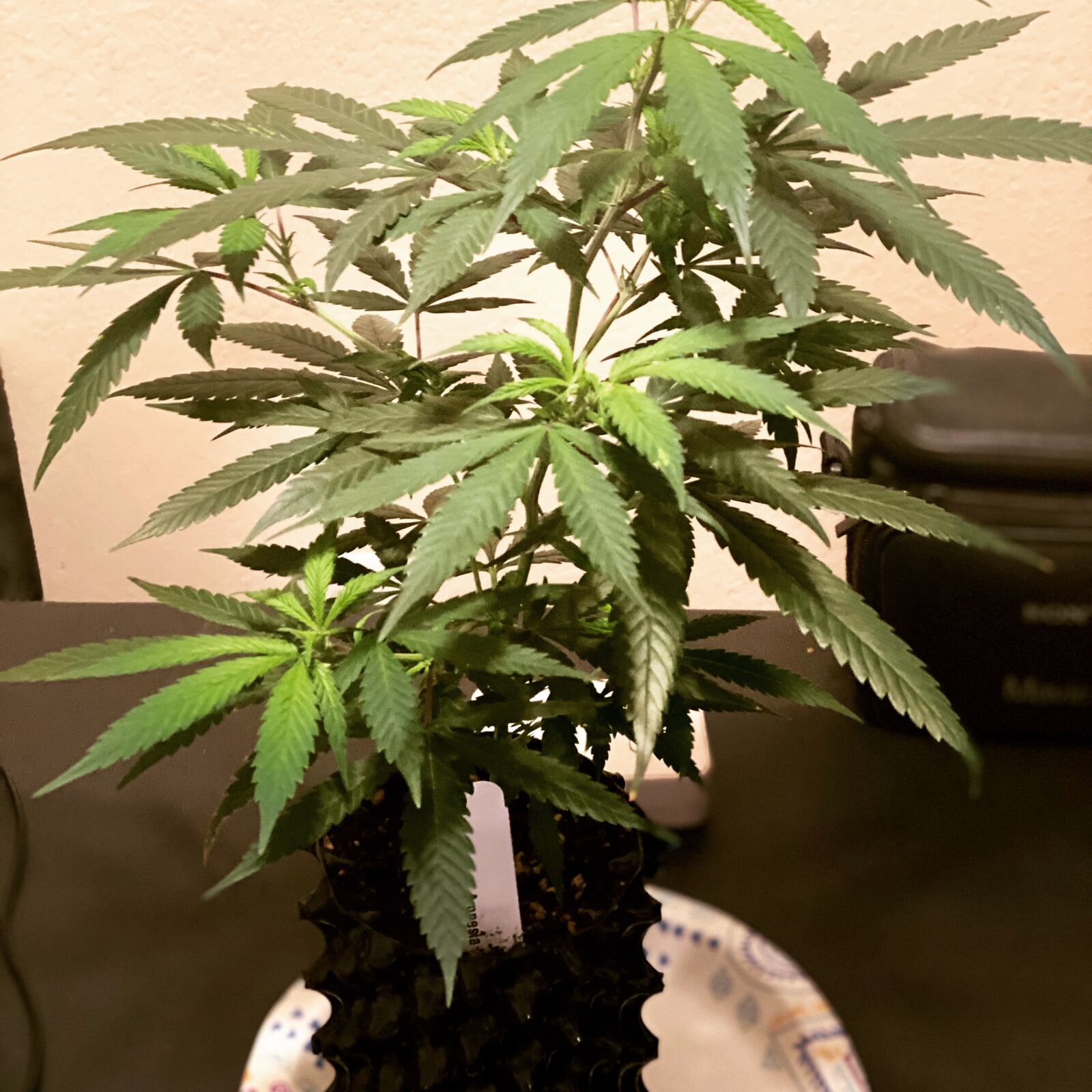 Apple iPhone 11 Pro Max sample photo. Weed, growing, 420 photography