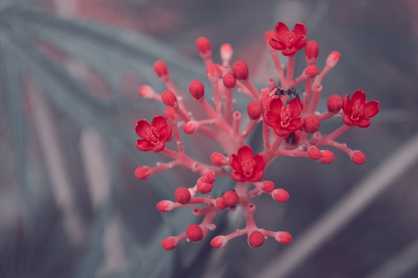 Nikon D3200 sample photo. Flower, red, bee photography