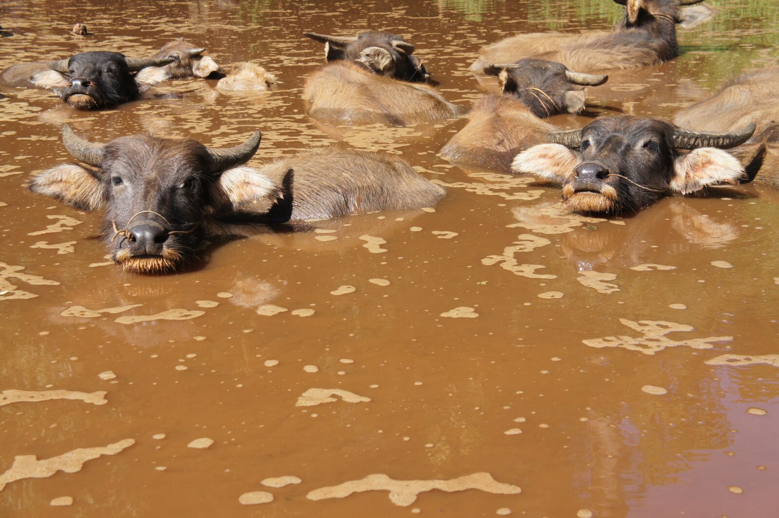 Sony Alpha NEX-5 sample photo. Water buffalo, b ffelbad photography