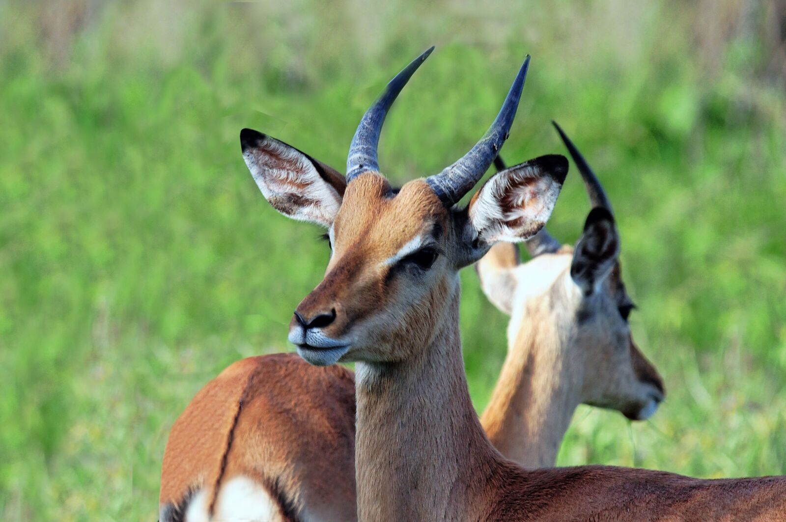 Nikon D300 sample photo. South africa, antelope, nature photography