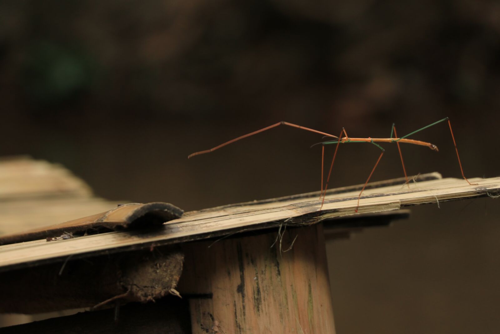 Canon EF-S 18-135mm F3.5-5.6 IS USM sample photo. Wood, nature, insect photography