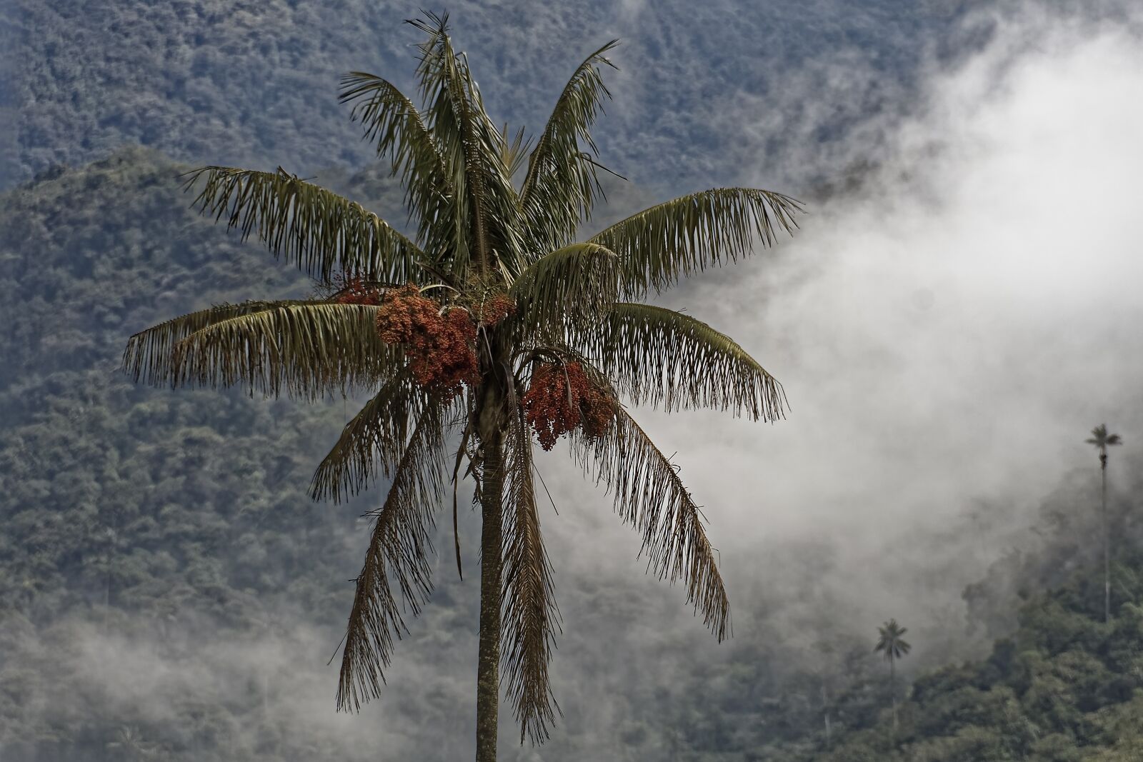 Nikon D500 sample photo. Colombia, palm, quindio wax photography